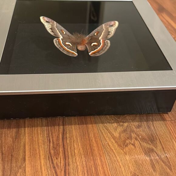 Moth shadowbox artwork signed - Picture 3 of 6